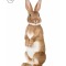 dwergkonijnen.com favicon