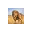 steadysafaris.com favicon