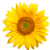 hawleygardencentre.co.uk favicon