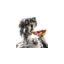 bellucciitalia.com favicon