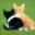 catflapfitter.co.uk favicon