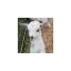 blackwateralpacas.co.uk favicon