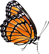 lebenatur.com favicon