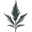 southsideorganics.com favicon