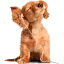 koldinghundecenter.dk favicon