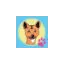 fraserdingo4wdhire.com.au favicon