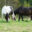 beachpinefarmstead.com favicon