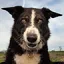 bosnaturals.co.uk favicon
