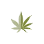 taleoftwostrains.ca favicon
