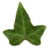 hedera-etc.com favicon