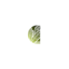 canadiancannabisclones.com favicon