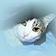 katzen-forum.net favicon