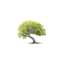 clubnature.it favicon