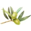 oliveoiljones.com favicon