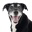 justfoodfordogs.com favicon