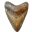 hajtand.com favicon
