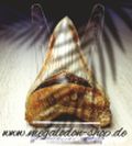 megalodon-shop.de favicon