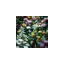 seed2plant.in favicon
