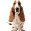 hushpuppies.com favicon