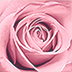 lavieenrose.com favicon
