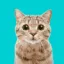 petzonebd.com favicon