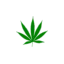 floridasmedicalmarijuana.com favicon