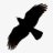 ravenhillremovals.co.uk favicon