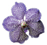 orchids.uk.com favicon