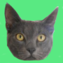 kattenbeugels.nl favicon