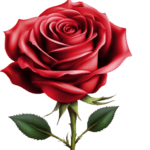 roseskitchens.com favicon