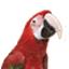 midlandparrots.com favicon