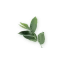 blomster-varkstedet.dk favicon