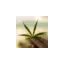 heimathanf.club favicon