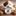 danzabolopet.com favicon