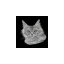 eurocoonsmainecooncattery.com favicon