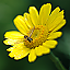 plantae.sk favicon