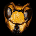 ardherefordpest.co.uk favicon