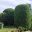 bushgardeningservices.co.uk favicon