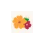 blooms.hk favicon