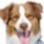 coastalpet.com favicon