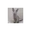 flawlessrussianblues.com favicon