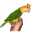 parrotcrown.com favicon