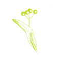 limewoodhotel.co.uk favicon