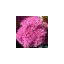 sedumshack.co.uk favicon