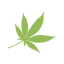 kupagrass.co favicon