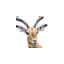 dawnsafaris.co.ke favicon