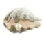 pearltooth.com favicon