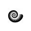 wightcoastfossils.co.uk favicon