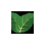 myntethaicuisine.dk favicon