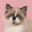 caringcatsitting.com favicon